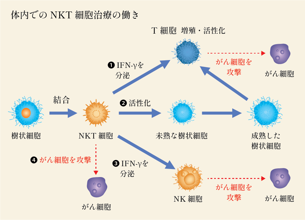 NKT細胞とは