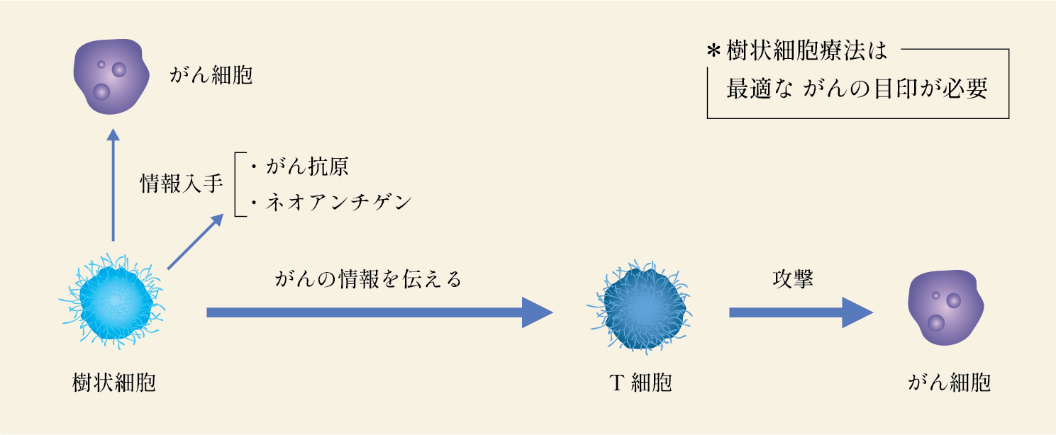 樹状細胞とは