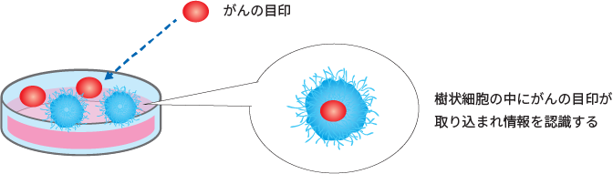 樹状細胞療法とは