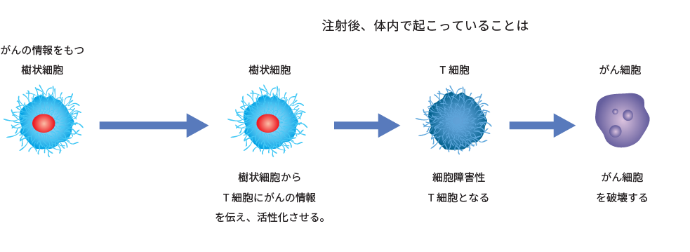 樹状細胞療法とは