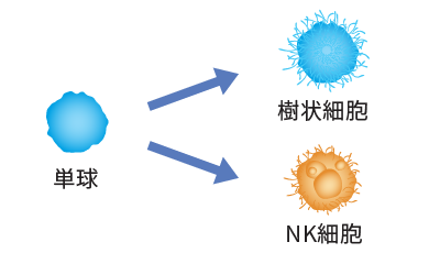 体外で免疫細胞に育てる