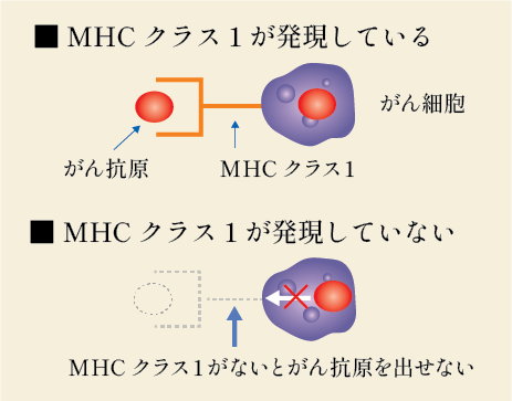 MHCクラス１を調べる