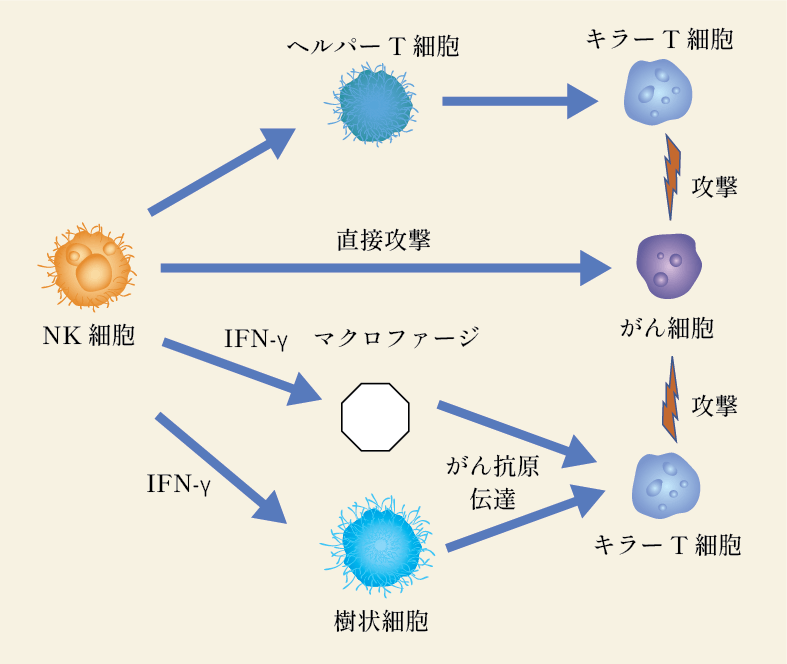 分子標的薬との併用で効果増強