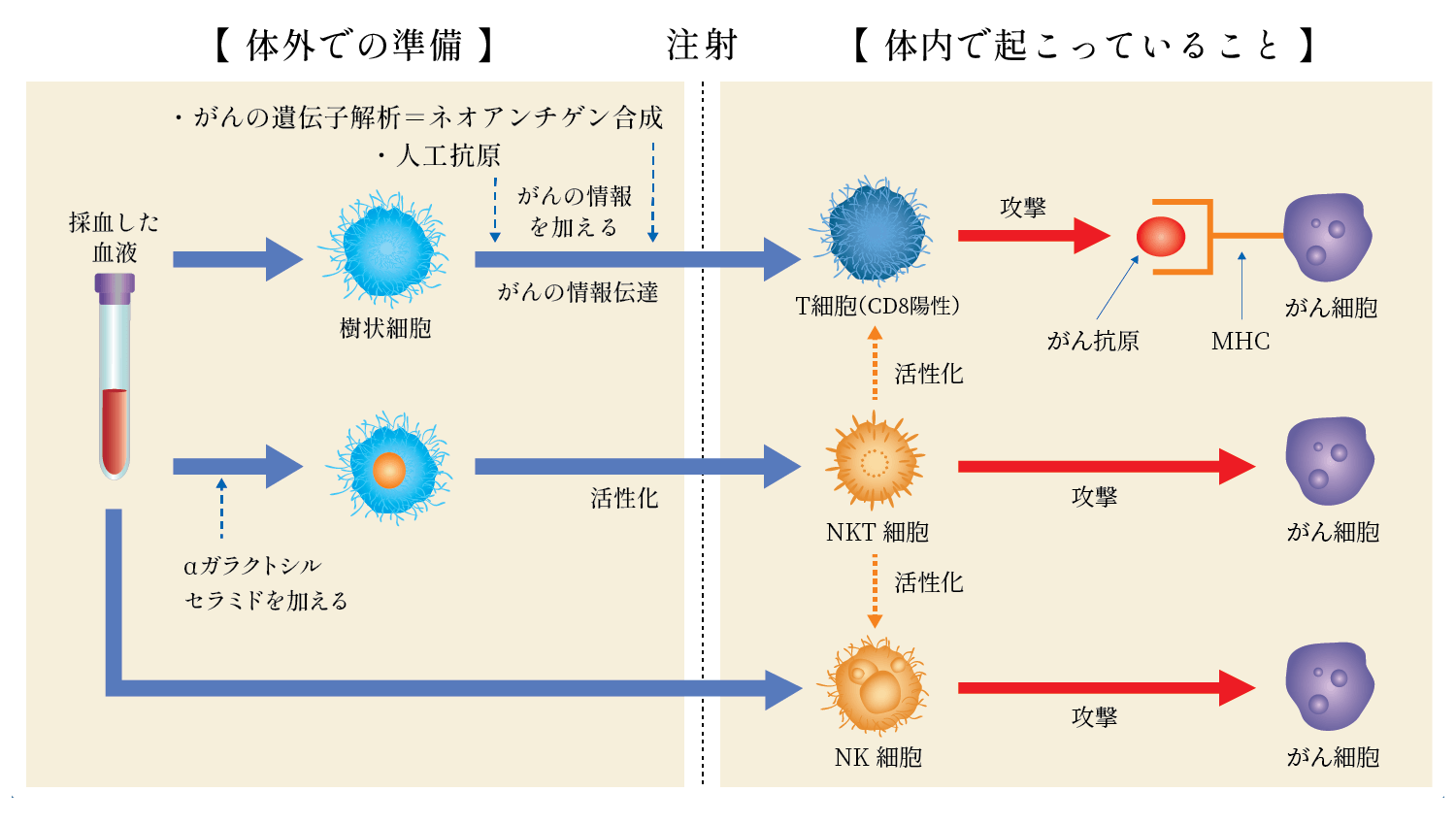 がん免疫細胞治療のイメージ