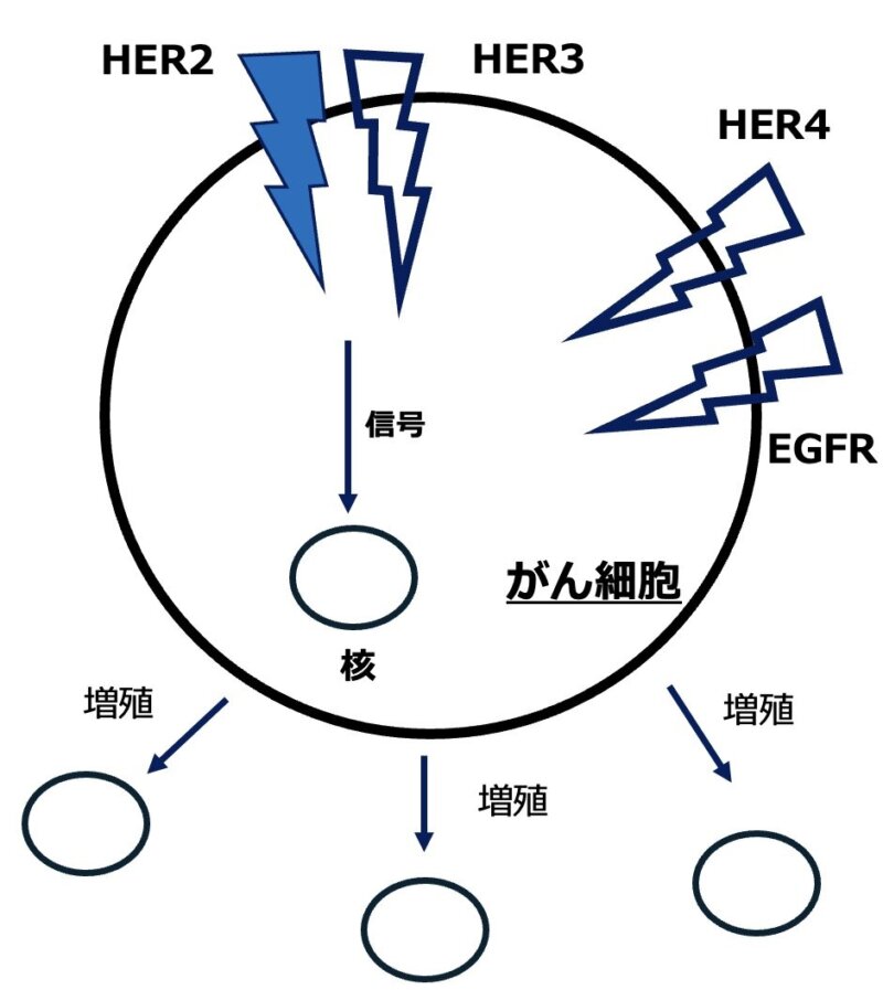 HER2タンパクとは