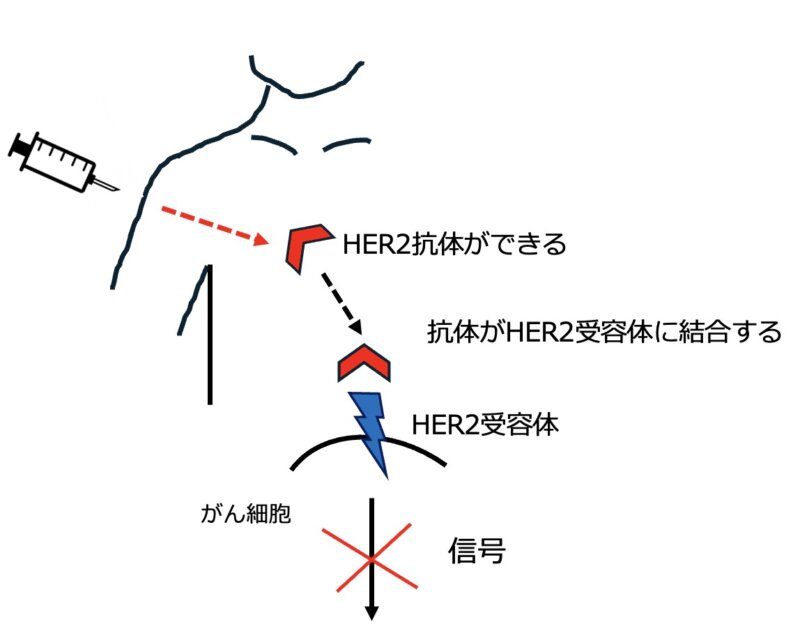 HER2ワクチンの研究開発と実際