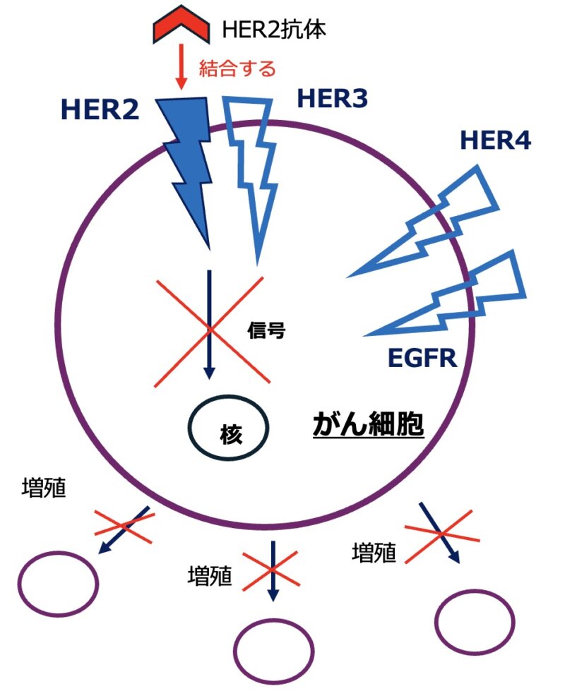 HER2抗体の体内での反応